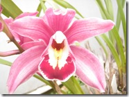 Plantas 212