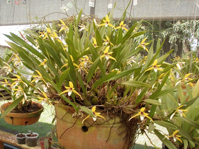 [Plantas3223.jpg]