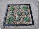 Expoflora 2009 024