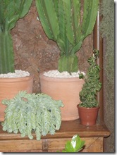 Expoflora 2009 041