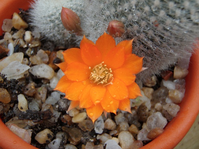 [Rebutia Muscula[2].jpg]