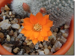 Rebutia Muscula