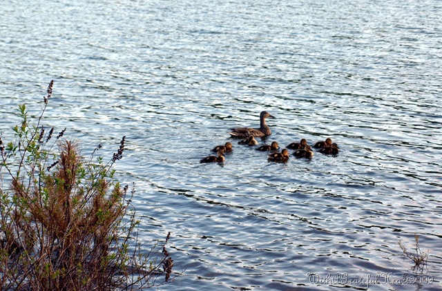 [Mamma Duck and Ducklings[8].jpg]