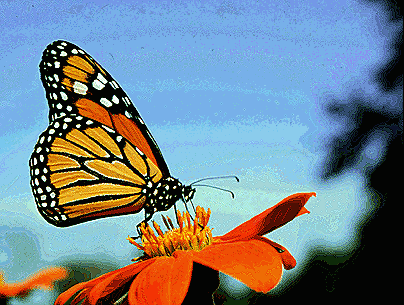 [Monarch Butterfly 3[8].gif]