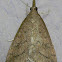 Celery Leaftier Moth