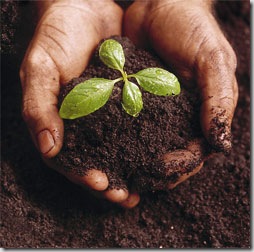 plantio