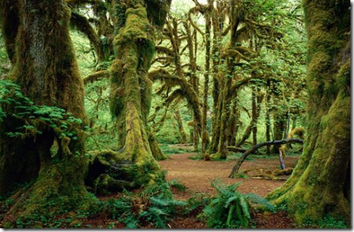 Hall of Mosses