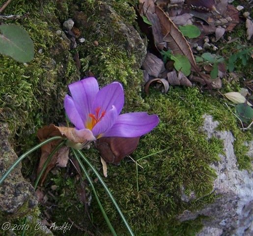 [CiaoAmalfiCoastBlogRavelloWinterVill[15].jpg]