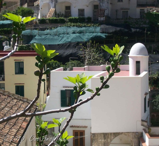 [Ciao Amalfi Coast Blog Spring Blossoms6[8].jpg]