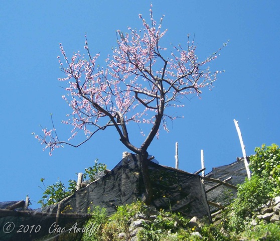 [Ciao Amalfi Coast Blog Spring Blossoms3[9].jpg]