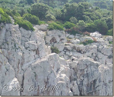 Ciao Amalfi Coast Blog Capri Goats