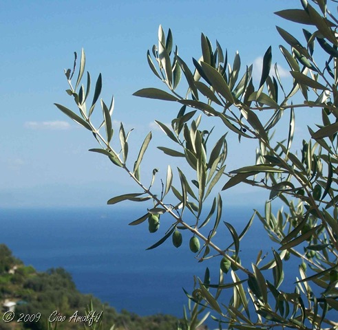 [Ciao Amalfi Coast Blog olives close[6].jpg]