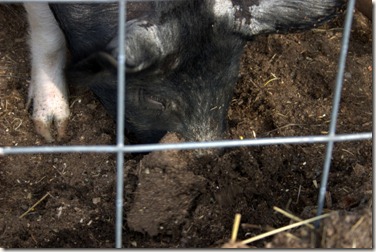 Rooting is natural behavior for pigs.