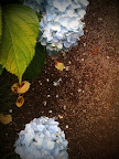 Hydrangea