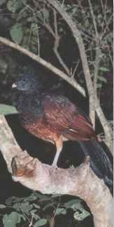 On high The great curassow perches gracefully on a tree branch.