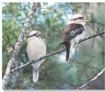 A Sticking together The kookaburra pairs for life, and both birds share the tasks of maintaining their territory and caring for the eggs and chicks.