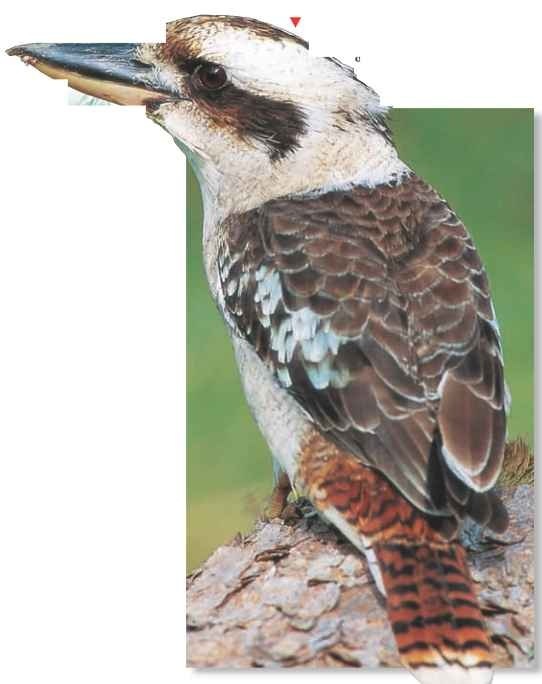 Having a laugh The kookaburra makes its range of raucous or throaty calls year-round to advertise territory ownership.