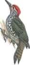 Nubian woodpecker