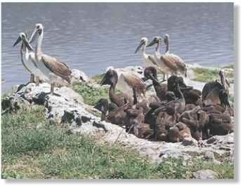 Little brown birds Pelican chicks are clad in dark-brown down.