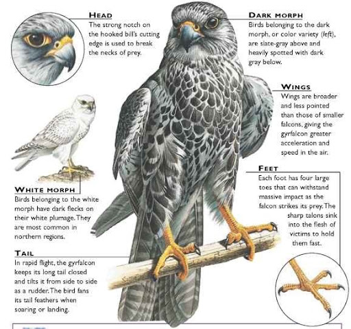 gyrfalcon vs peregrine falcon speed gyrfalcon vs peregrine falcon speed