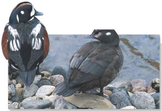  Harsh winters or severe storms may drive harlequin ducks south, as far as Hawaii, Florida and Britain.