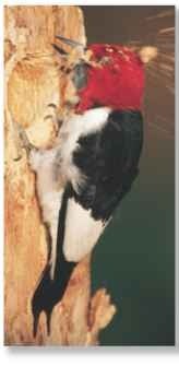 Flying chips A red-headed woodpecker chisels a nesting cavity in a tree with rapid drilling motions of its sharp, pointed bill.