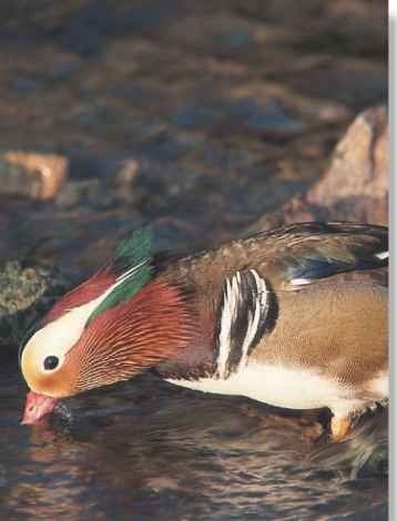  Feeling peckish  Though known as a surface-feeding duck, the mandarin duck feeds in a variety of ways in and out of the water.