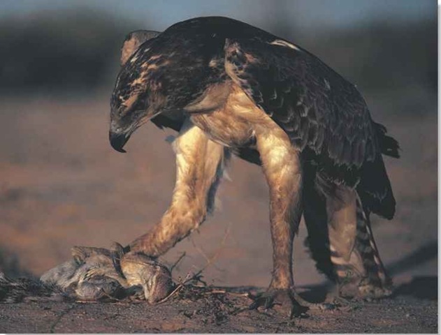 Martial Eagle