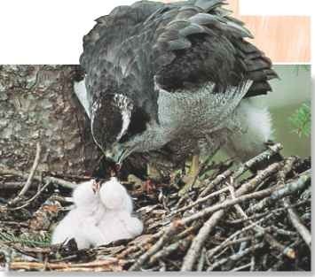 A Parental care Well known for its attacks on intruders, the northern goshawk protects and cares for its young.