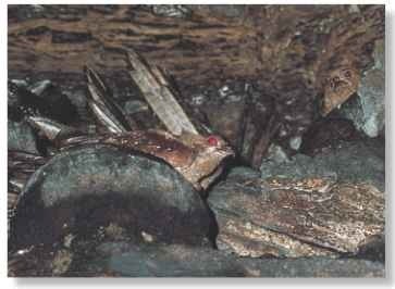 A Cave bird Caves are a safe daytime haven from predators.