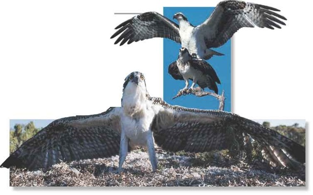 A Dramatic displays A pair mates on a perch after a showy courtship display of dramatic swoops and wing displays.
