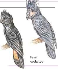 black cockatoo