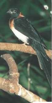 Tree house The paradise whydah prefers the open woodlands and savannahs of eastern and southern Africa.