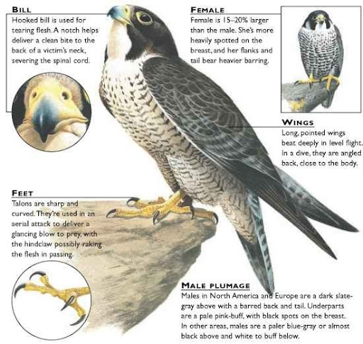 golden eagle vs peregrine falcon speed golden eagle vs peregrine falcon speed