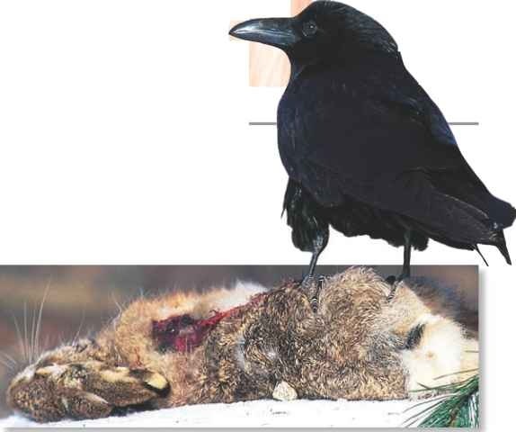Cleaning up A raven gorging itself on the carcass of a hare. What it can't eat at one sitting, it may bury to eat later.