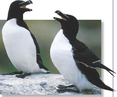 A Meeting place Razorbills are very sociable when breeding.