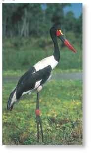Swamp creature Wetlands offer the stork an abundant food supply.