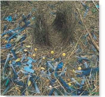 To attract his mate, the male bowerbird gathers sticks and assorted trinkets, with which he plies his skill as an architect, builder and decorator
