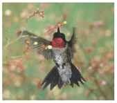 Color code The ruby-throat feeds from red or yellow flowers.