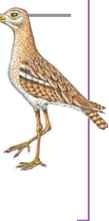 Far Eastern curlew