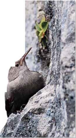  Hold tight The wallcreeper seeks out rocky crevices where it can conceal its nest of grass.