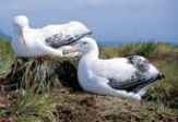 A It takes two On average, albatross mates relieve each other on the nest every week.