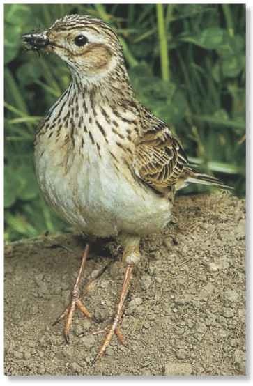 On the run When feeding, the skylark relies on its mobility.