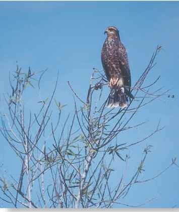 A Female lookout A snail kite perches on a small branch and searches for snails.