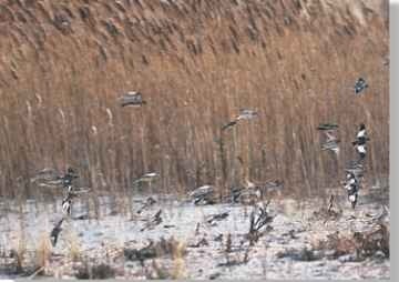 A Friendly flock Preferring to fly in relatively small flocks, snow buntings hunt for food and travel together.