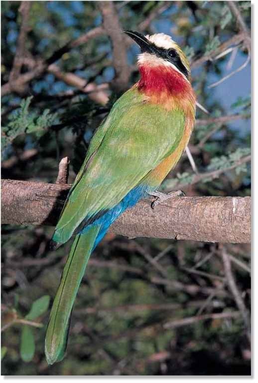 White-fronted Bee-eater