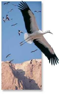 Up, up and away Migrating storks use the lift created by currents of air rising over cliffs.