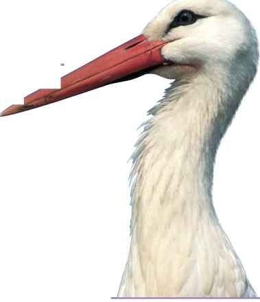 The white stork reaches speeds of 27 mph during its long migrations.