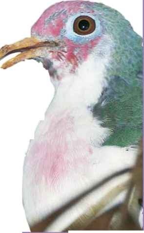 Special beak The fruit dove's beak is adapted for eating fruits; the hard tip allows it to easily pluck its food from the trees.