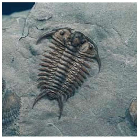 A trilobite fossil (Ceraurus pleurexanthemus) from the Ordovician Period, found in Quebec, Canada. 